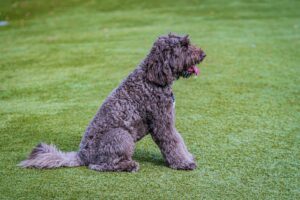 a gray dog sitting on top of a lush green field