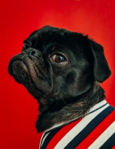 black pug wearing striped apparel