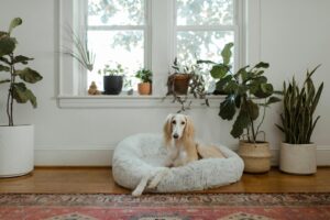 white and brown short coated dog lying on white pet bed