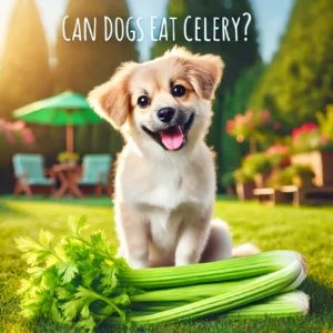 can dogs eat celery